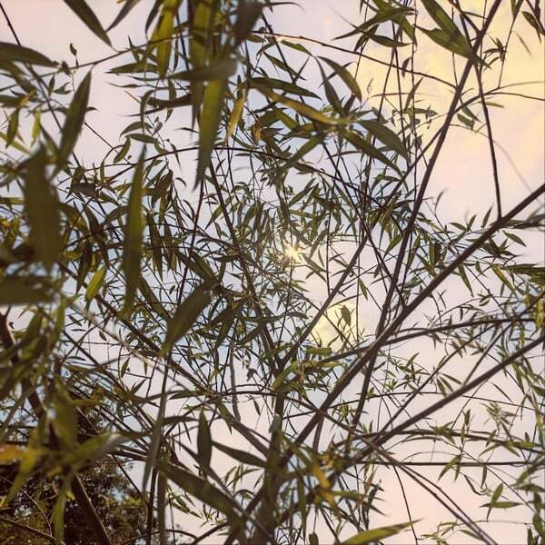 Cover art for Willow Tree